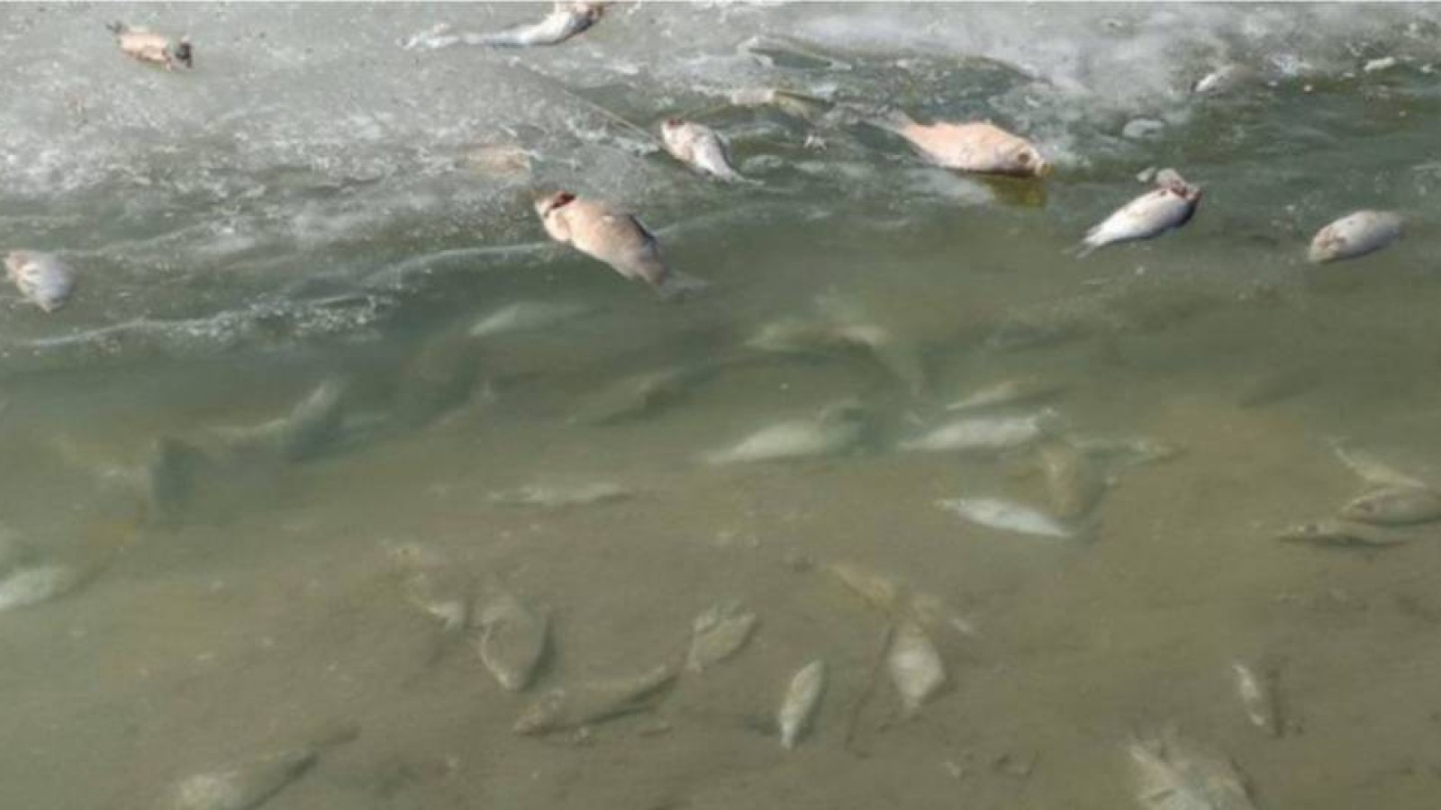 Алматы көлдерінде балық қырылды.