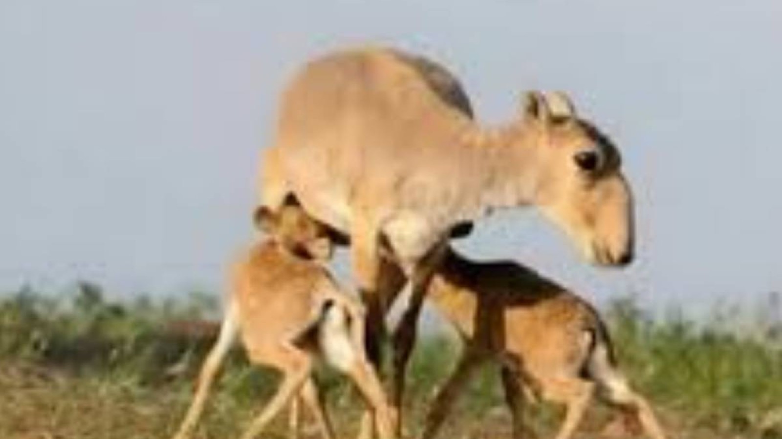 Ақбөкендерді төлдеу кезінде фото мен видеоға түсіруге тыйым салынады.