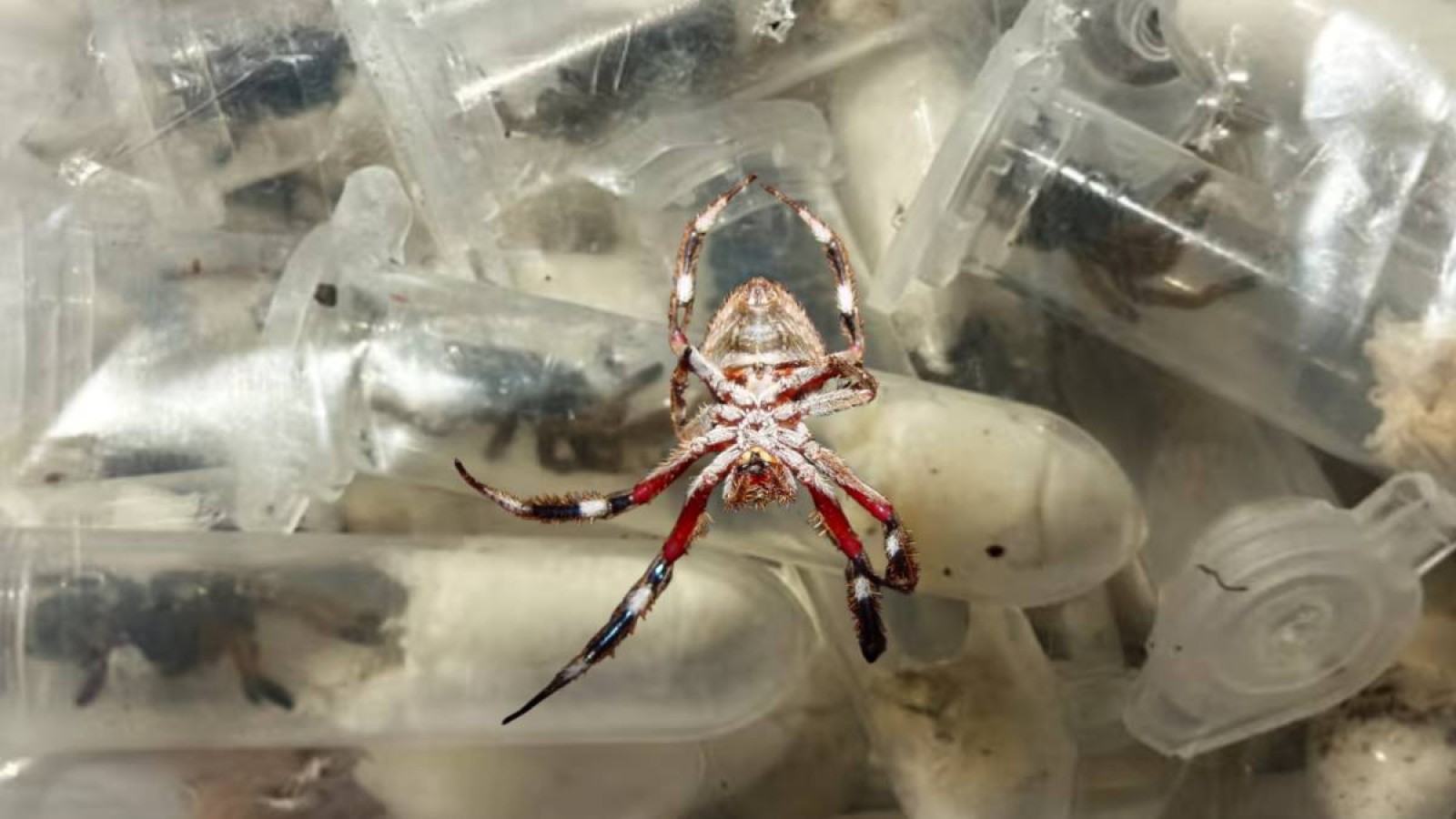 1500 тірі өрмекшіні әуежайда торт ішіне тығып өтпек болған