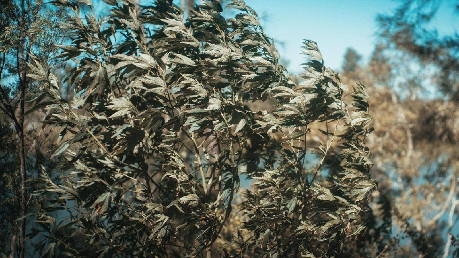 Жаңбыр, жел, найзағай: 31 тамызға арналған ауа райы болжамы