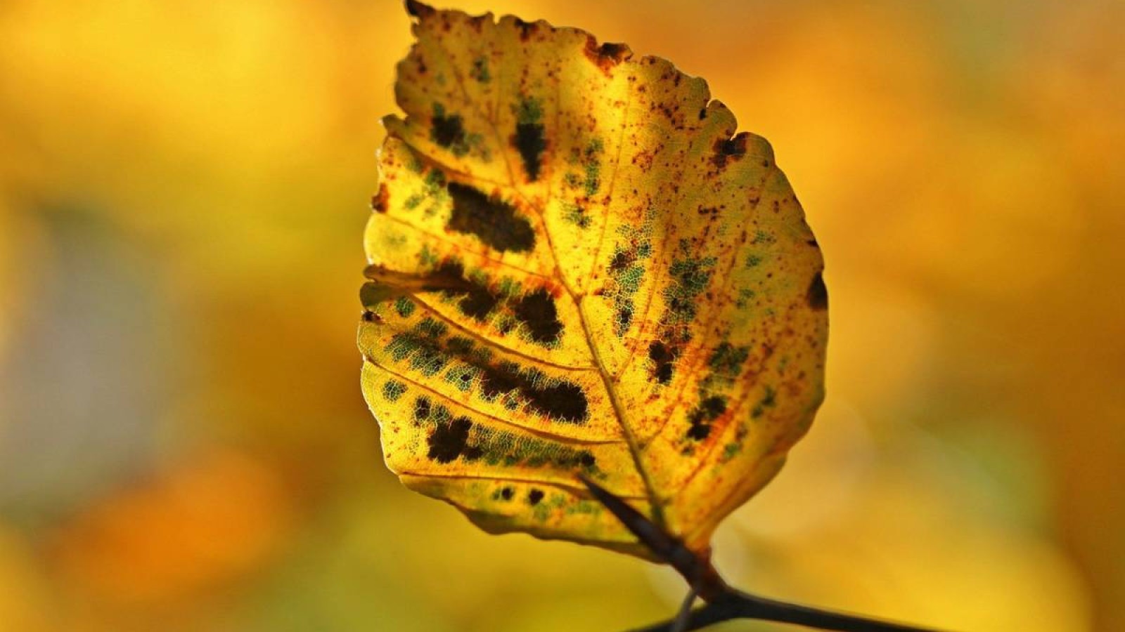 Қатқақ және жел: 13 қазанға арналған ауа райы болжамы