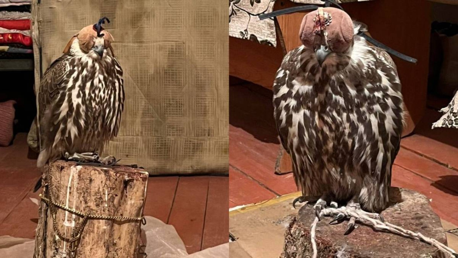 Жетісу облысында сұңқарларды заңсыз ұстаған азамат анықталды