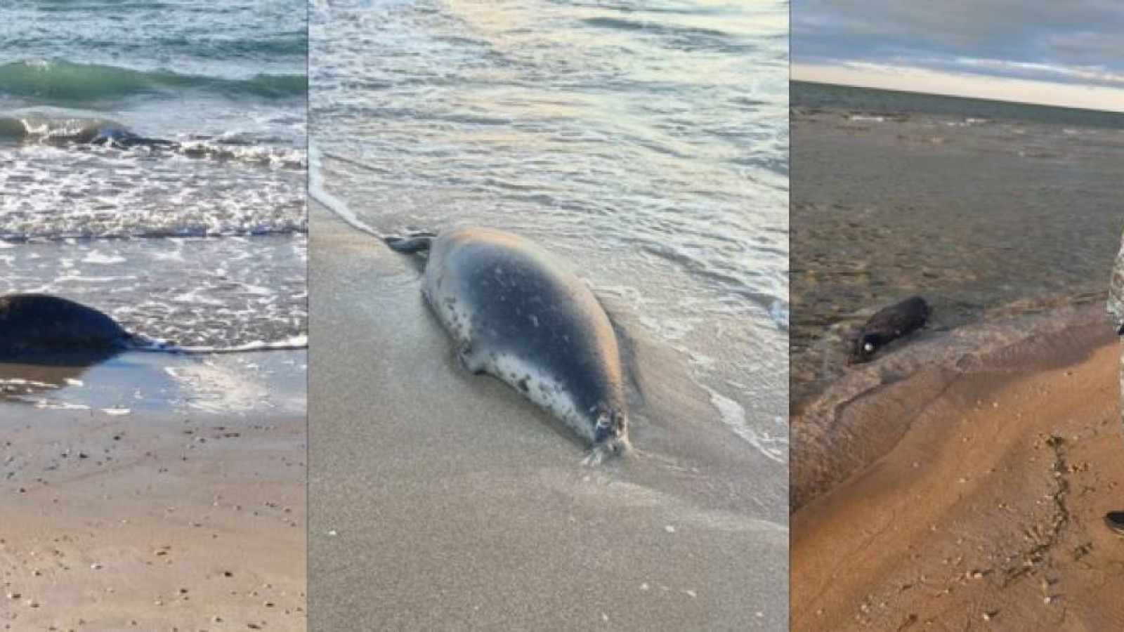 Каспий жағалауынан жүздеген өлі итбалық табылды