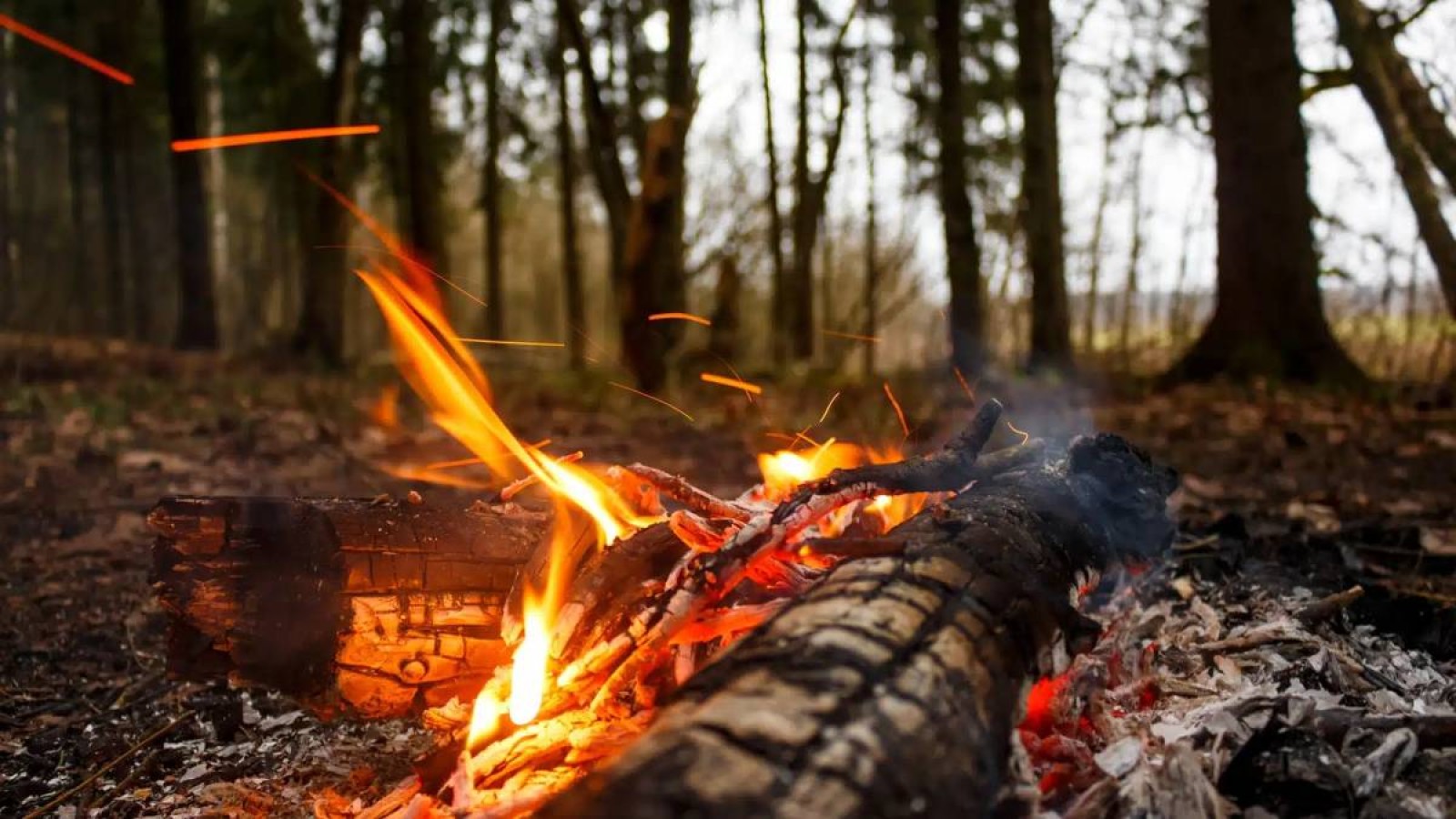 Солтүстік Қазақстан облысында орман өртенді