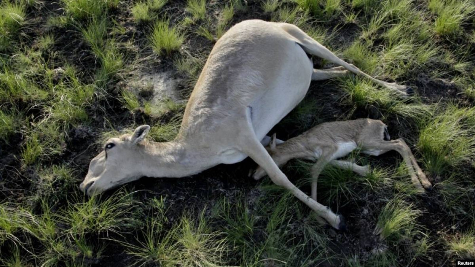 Атырау облысында 800-ден астам өлі киік табылды