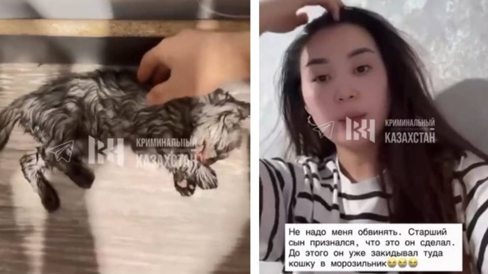 Мысықты кір жуғыш машинаға салып өлтірген. Анасы өз ұлын айыптады