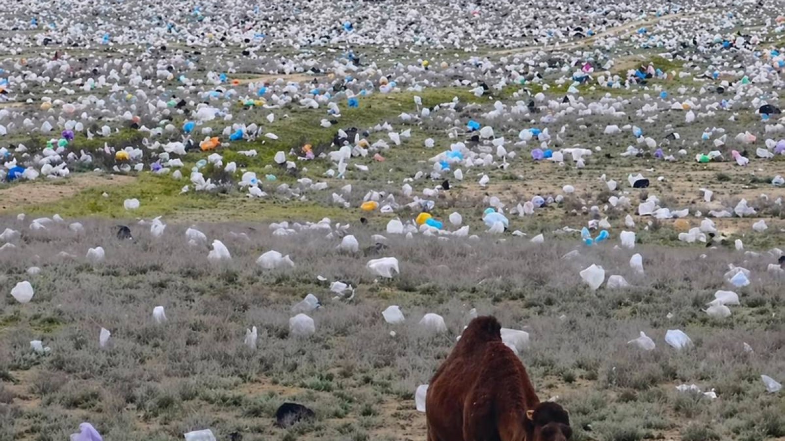 “Таза Қазақстан”: Қилыбай Тоқаевтың тапсырмасын орындай алмай отыр ма?