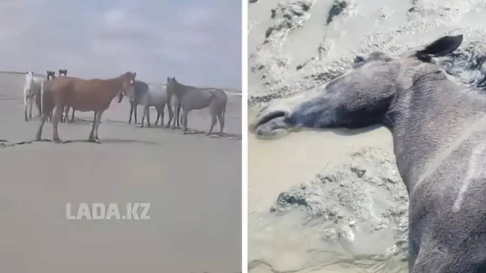 Маңғыстаулық фермерлер қырылған малға өтемақы талап етіп отыр