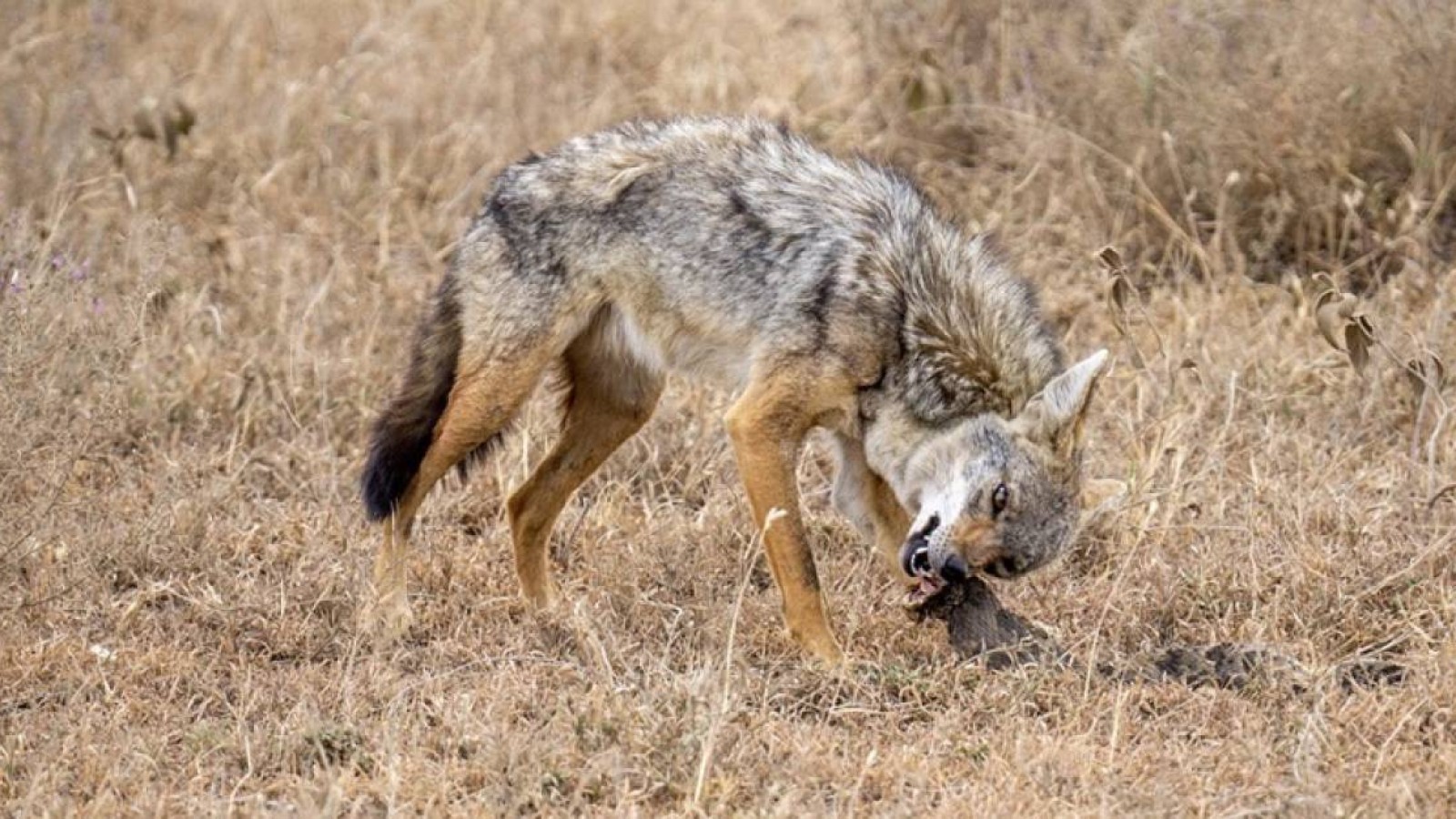 Түркістан облысында шибөрінің балаларға шабуылынан кейін оларды құтыру ауруына тексеру басталды