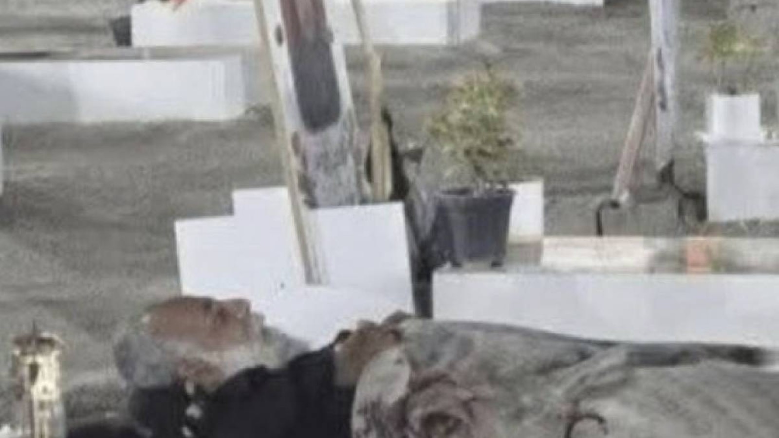 Ұлынан айырылған әке зиратта қонып жүр