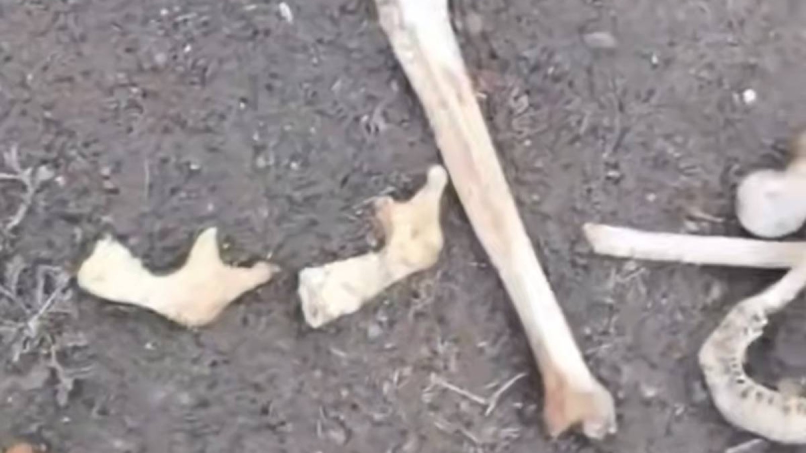 Семейде ескі стадионнан адам сүйектері табылды (ВИДЕО)
