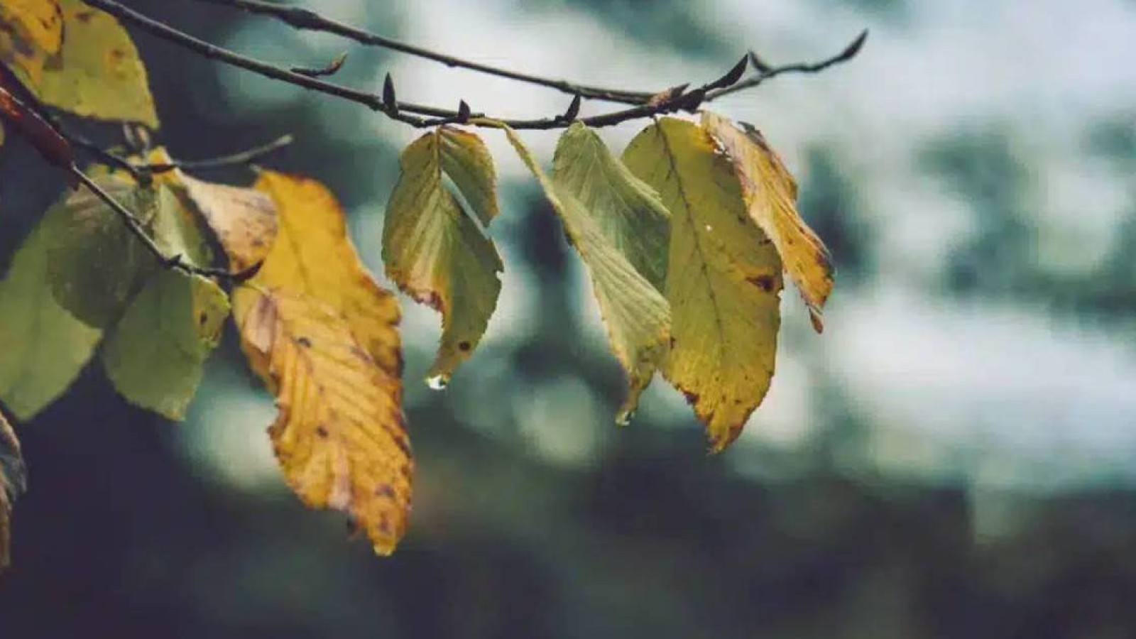 7 қыркүйекте Қазақстанның бірқатар өңірінде жаңбыр жауып, шаңды дауыл соғады