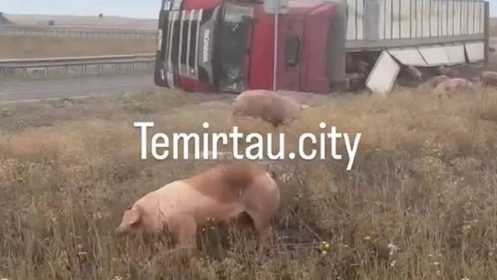Астана – Қарағанды тасжолында шошқа тиеген жүк көлігі аударылды