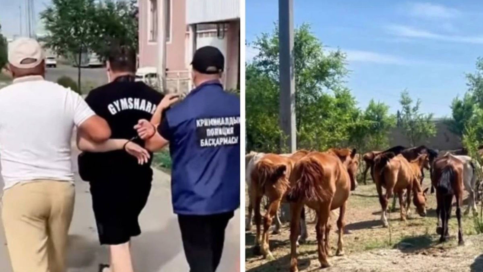 Ақмола облысында әкесі мен баласы 77 жылқыны ұрлап, сатып жіберген деген күдікке ілінді