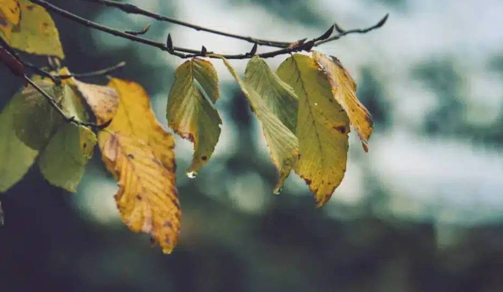 7 қыркүйекте Қазақстанның бірқатар өңірінде жаңбыр жауып, шаңды дауыл соғады
