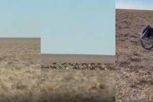 Полицейлер далада малшының мотоциклін алып кетті