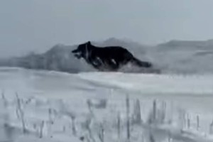 ШҚО-да аңшылар сирек кездесетін қара түсті қасқырды атып тастады