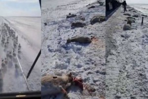 Қазақстанның солтүстігінде пойыз киіктер үйірін қағып кетті