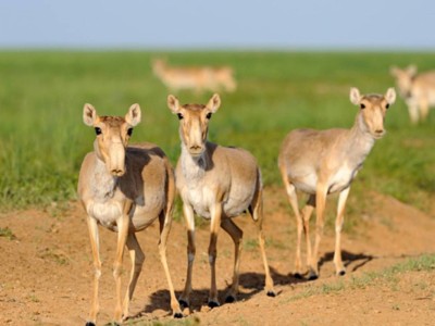 БҚО-да найзағайдан 372 ақбөкен қырылып қалды.