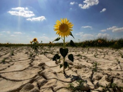 Қызылордадағы қуаңшылық 24 сағаттық бақылауға алынды.