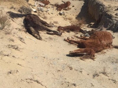 Аралдың құрғақшылық жайлаған 13 ауылында мал түгілі адам ішетін су жоқ.