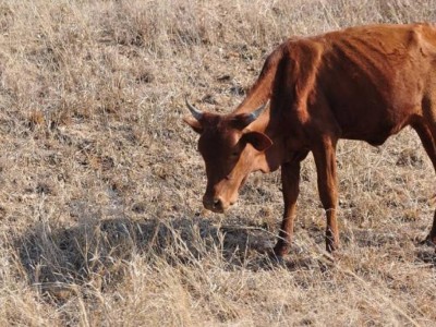 Аралда 500-ден аса мал арам өлгеннен кейін ғана төтенше жағдай жарияланды.