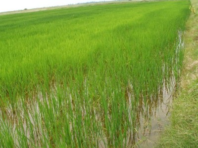 «Қызылордада су тапшылығын болдырмау үшін күріш алқабын қысқарту керек».