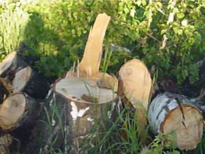 СҚО-ның шенділері орманды отап, қалайы өндіруді бастайды.