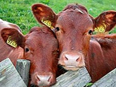 СҚО -да ауыл маңында өлген малдар көбейді.