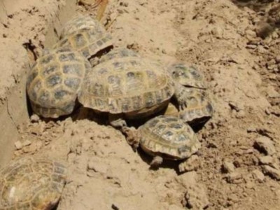 Түркістанда ұлттық парктегі жануарлар жаппай қырылып жатыр.