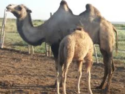 Маңғыстауда кенеден мал қырылып жатыр.