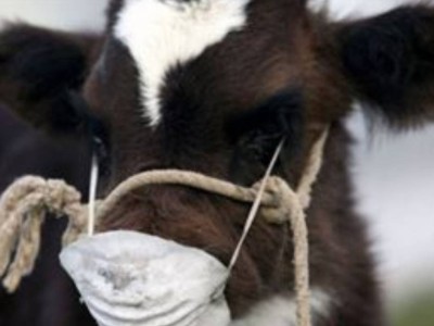 ШҚО- да белгісіз дерттен ірі мал қырылып жатыр.