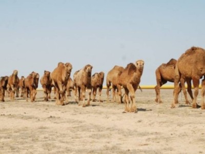Маңғыстауда аш қалған малдарды құтқару үшін 204 млн теңге бөлінді.