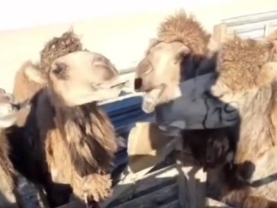 Маңғыстау жұрты малын картонмен асырап отыр.