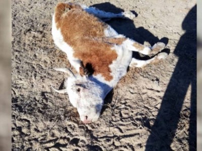 Маңғыстауда сирек кездесетін жануарлар өліп жатыр.