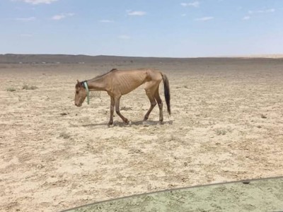 Маңғыстаудағы қуаңшылықты шешуге 204 миллион теңге бөлінді.