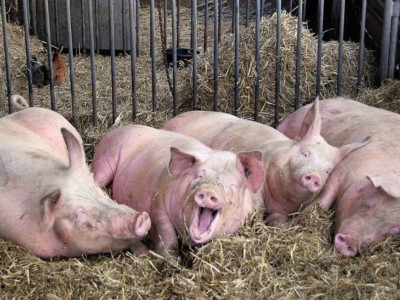 Ақтөбедегі шошқа фермасына сот орындаушылары барды.