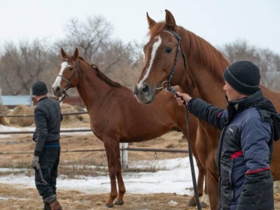 Қазақстанда жылқы шаруашылығы институты ашылды.