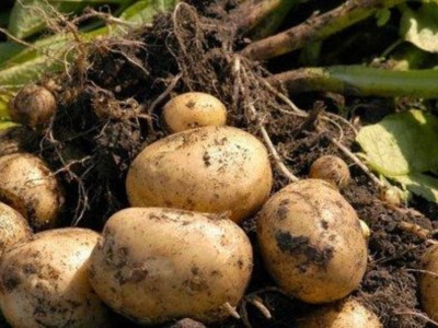 Сұлтанов картоп бағасымен күресуге шықты.