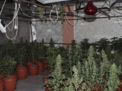 Қызылорда облысының тұрғыны фитозертханада есірткі өсірген.