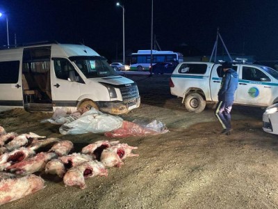 Қызылорда облысында 120-дан астам киікті атқан тұрғындар ұсталды.