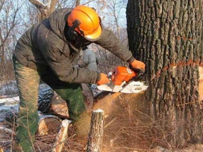 Алматыда емен ағаштарын заңсыз кескендердің үстінен қылмыстық іс қозғалды.