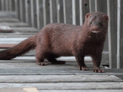 Қаракүзендерден мутацияланған коронавирус анықталды.