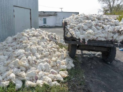 ҚР АШМ: Құс тұмауы бойынша өтемақы төлене бастады.