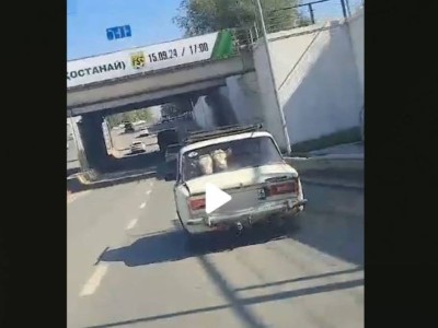 Семейде сиырларды «жигулиге» тиеп алған ер адам анықталды.