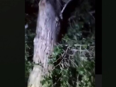 3 қабаттан құлаған әйел ағашқа ілініп қалды.