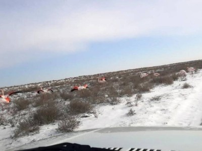 Маңғыстауда қатып қалған қоқиқаздар суреті желіге тарап кетті.