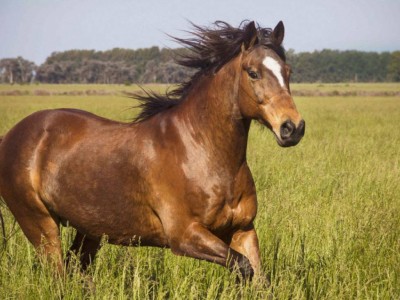 Спорттық бағыттағы жылқылардың қазақы тұқымы көбейтіледі.