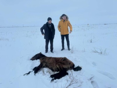 Жаңаарқа жайылымында өлген жылқылар базада тіркелмен.