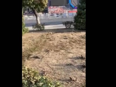 Алматыдағы концерт кезінде 94 мың түп гүл талқандалды.